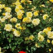 ヒメ日記 2025/04/18 17:30 投稿 ナナ REDROOM (レッドルーム)