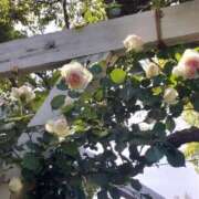 ヒメ日記 2025/04/19 17:30 投稿 ナナ REDROOM (レッドルーム)