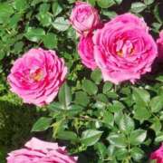 ヒメ日記 2025/04/27 16:01 投稿 ナナ REDROOM (レッドルーム)