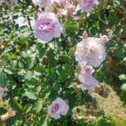 ヒメ日記 2025/04/28 17:30 投稿 ナナ REDROOM (レッドルーム)