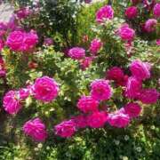 ヒメ日記 2025/05/01 17:30 投稿 ナナ REDROOM (レッドルーム)