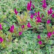 ヒメ日記 2025/05/02 17:30 投稿 ナナ REDROOM (レッドルーム)