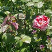 ヒメ日記 2025/05/07 17:30 投稿 ナナ REDROOM (レッドルーム)