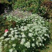 ヒメ日記 2025/05/12 17:30 投稿 ナナ REDROOM (レッドルーム)