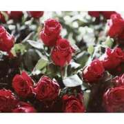 ヒメ日記 2025/05/17 17:30 投稿 ナナ REDROOM (レッドルーム)