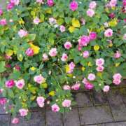 ヒメ日記 2025/05/18 15:01 投稿 ナナ REDROOM (レッドルーム)