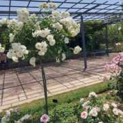 ヒメ日記 2025/05/22 17:30 投稿 ナナ REDROOM (レッドルーム)