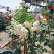 ヒメ日記 2025/06/02 17:30 投稿 ナナ REDROOM (レッドルーム)