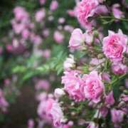 ヒメ日記 2025/06/04 17:30 投稿 ナナ REDROOM (レッドルーム)