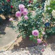 ヒメ日記 2025/06/05 17:30 投稿 ナナ REDROOM (レッドルーム)