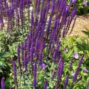 ヒメ日記 2025/06/07 17:30 投稿 ナナ REDROOM (レッドルーム)