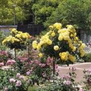 ヒメ日記 2025/06/13 17:30 投稿 ナナ REDROOM (レッドルーム)