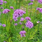 ヒメ日記 2025/06/19 17:30 投稿 ナナ REDROOM (レッドルーム)