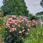 ヒメ日記 2025/06/20 17:30 投稿 ナナ REDROOM (レッドルーム)