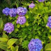 ヒメ日記 2025/06/21 17:30 投稿 ナナ REDROOM (レッドルーム)