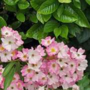 ヒメ日記 2025/06/23 17:30 投稿 ナナ REDROOM (レッドルーム)