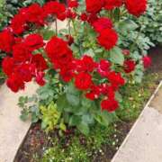 ヒメ日記 2025/06/26 17:30 投稿 ナナ REDROOM (レッドルーム)