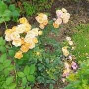 ヒメ日記 2025/06/27 16:30 投稿 ナナ REDROOM (レッドルーム)