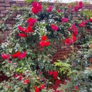 ヒメ日記 2025/06/29 16:30 投稿 ナナ REDROOM (レッドルーム)