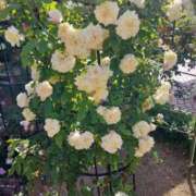 ヒメ日記 2025/07/02 17:30 投稿 ナナ REDROOM (レッドルーム)