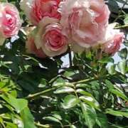 ヒメ日記 2025/07/10 17:30 投稿 ナナ REDROOM (レッドルーム)