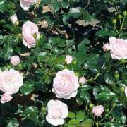 ヒメ日記 2025/07/14 17:30 投稿 ナナ REDROOM (レッドルーム)