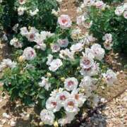 ヒメ日記 2025/07/21 17:30 投稿 ナナ REDROOM (レッドルーム)