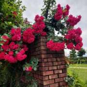 ヒメ日記 2025/07/30 17:30 投稿 ナナ REDROOM (レッドルーム)