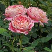 ヒメ日記 2025/08/04 17:30 投稿 ナナ REDROOM (レッドルーム)