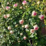 ヒメ日記 2025/08/06 17:30 投稿 ナナ REDROOM (レッドルーム)