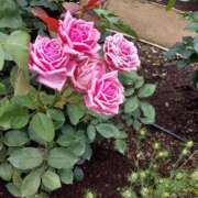 ヒメ日記 2025/08/07 16:30 投稿 ナナ REDROOM (レッドルーム)