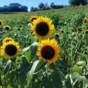 ヒメ日記 2025/08/08 17:30 投稿 ナナ REDROOM (レッドルーム)