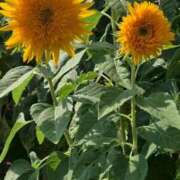 ヒメ日記 2025/08/29 17:30 投稿 ナナ REDROOM (レッドルーム)