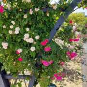 ヒメ日記 2025/09/23 09:09 投稿 ナナ REDROOM (レッドルーム)