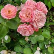 ヒメ日記 2025/09/24 09:22 投稿 ナナ REDROOM (レッドルーム)