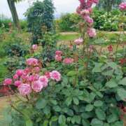 ヒメ日記 2025/09/24 17:30 投稿 ナナ REDROOM (レッドルーム)