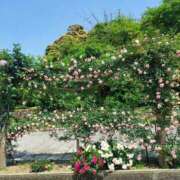 ヒメ日記 2025/10/02 17:30 投稿 ナナ REDROOM (レッドルーム)