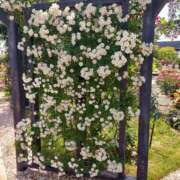 ヒメ日記 2025/10/09 17:30 投稿 ナナ REDROOM (レッドルーム)