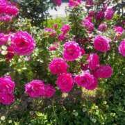 ヒメ日記 2025/10/10 17:30 投稿 ナナ REDROOM (レッドルーム)