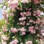 ヒメ日記 2025/10/16 17:30 投稿 ナナ REDROOM (レッドルーム)