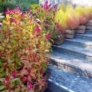 ヒメ日記 2025/10/19 17:30 投稿 ナナ REDROOM (レッドルーム)