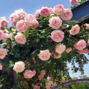 ヒメ日記 2025/10/22 17:30 投稿 ナナ REDROOM (レッドルーム)