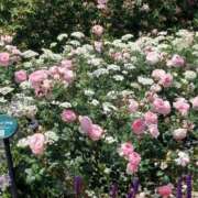 ヒメ日記 2025/10/24 17:31 投稿 ナナ REDROOM (レッドルーム)