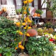 ヒメ日記 2025/11/04 17:30 投稿 ナナ REDROOM (レッドルーム)