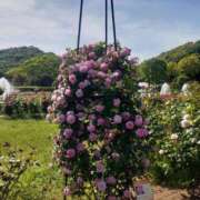 ヒメ日記 2025/11/07 17:30 投稿 ナナ REDROOM (レッドルーム)