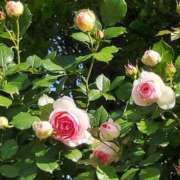 ヒメ日記 2025/11/12 17:30 投稿 ナナ REDROOM (レッドルーム)