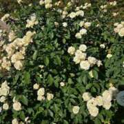 ヒメ日記 2025/12/02 17:30 投稿 ナナ REDROOM (レッドルーム)