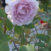 ヒメ日記 2025/12/03 17:30 投稿 ナナ REDROOM (レッドルーム)