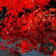 ヒメ日記 2025/12/08 17:30 投稿 ナナ REDROOM (レッドルーム)