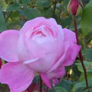 ナナ ありがとう(*^^*) REDROOM (レッドルーム)